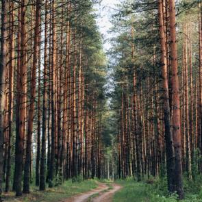 Фото: Тропа к лесных духам