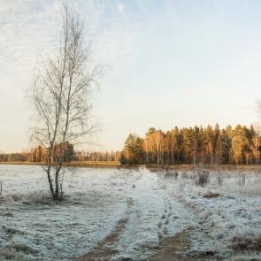 Фото: Проседь ноября