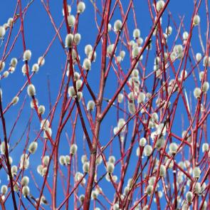 ����: �����