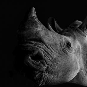 : Rhinoceros