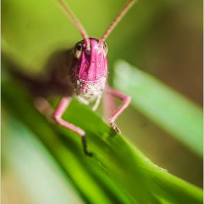 : Euconocephalus thunbergi