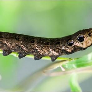 :    (Deilephila elpenor).