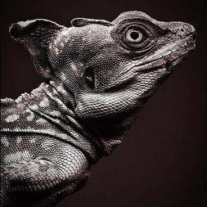 :   (Basiliscus basiliscus).