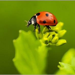 :   7- (Coccinella septempunctata)