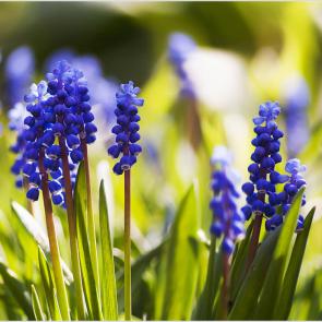 :    (Muscari neglectum).