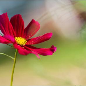 :    (Cosmos bipinnatus).