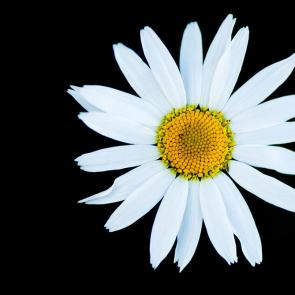 :   (Leucanthemum vulgare).