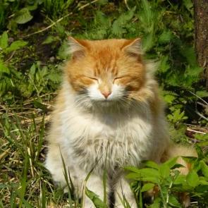 ����: ����