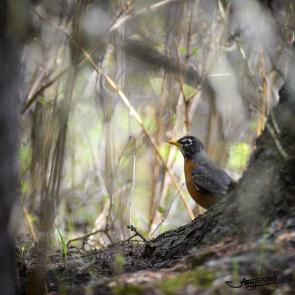 : American robin