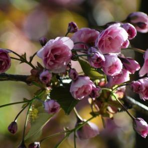 ����: �����