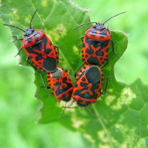 ����: ����� ������������� 