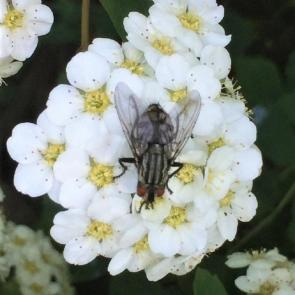 ����: ������������ ����