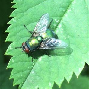 ����: ������� ���� �� ������