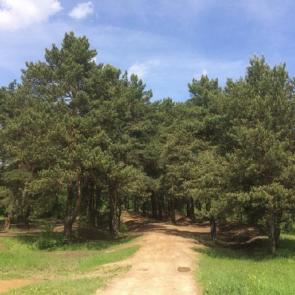 ����: ������ � ���