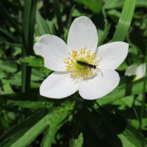 ����: �������