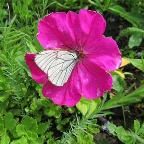 ����: ������� � �������