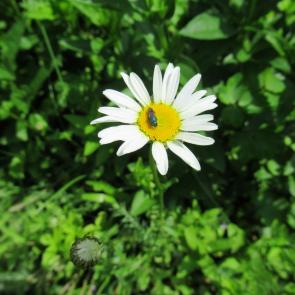 ����: �������