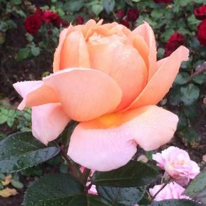 ����: ������ ����