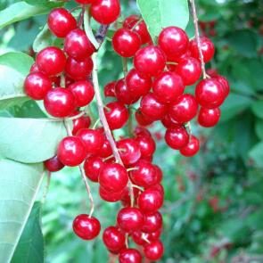 ����: ������� �������