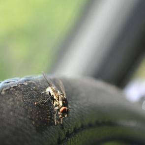 ����: ���� ��� ��� �� ������ 