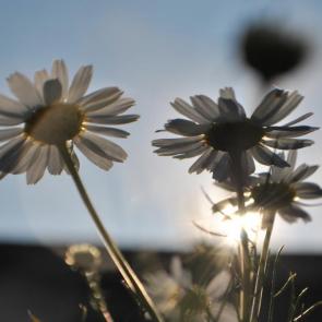 ����: ������� 