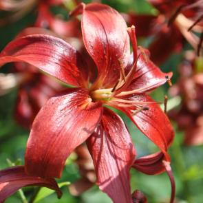 ����: ������� 