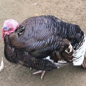 ����: ��������