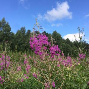 ����: �� ������ �����