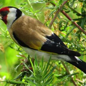 ����: ������ �������