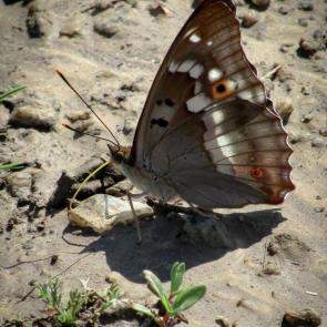 ����: �� ����� ������