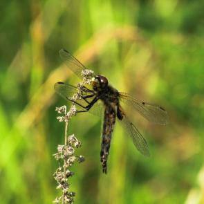 ����: �����������