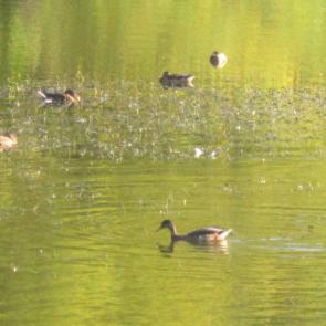 ����: ���� �����