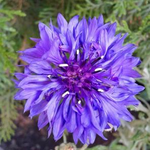 : flower cornflower blue