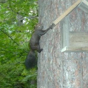 ����: ������� � ����