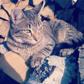 Фото: Задумчивый котик