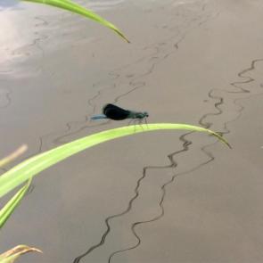 ����: ��������