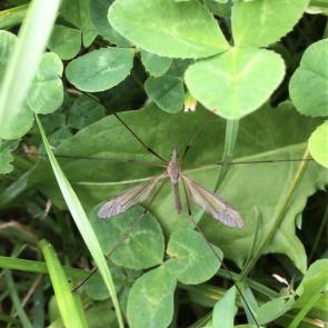 ����: ��������