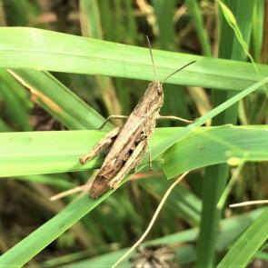 ����: ��������