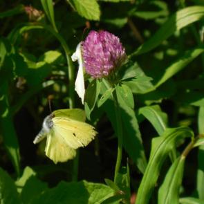 ����: ������� ������