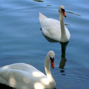 ����: � �������