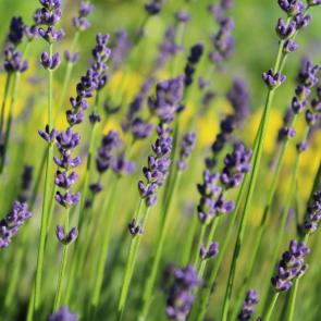 : lavender2