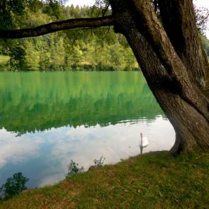 ����: ������ ����