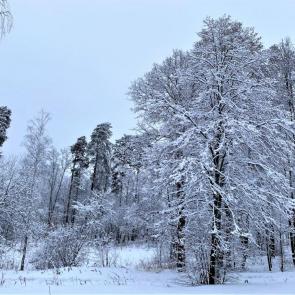 ����: ����� ����