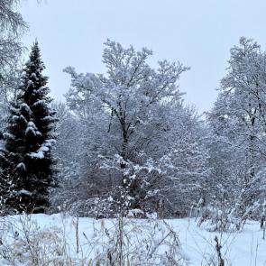 ����: ������ ����