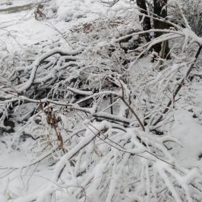 ����: ������� ����