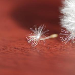 ����: ���������