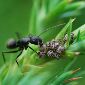 ����: ������� ����� ���