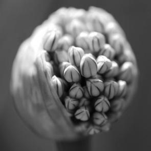 ����: �������� ��� ���