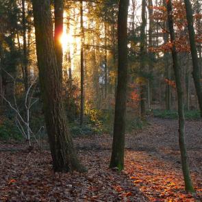 ����: �������� ���