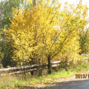 ����: �������� �������